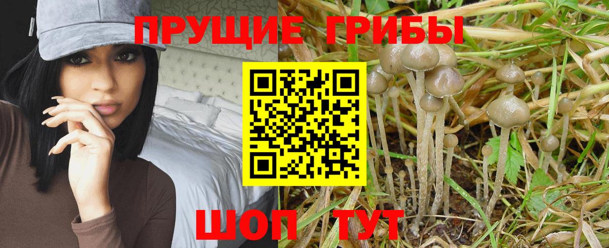 Псилоцибиновые грибы мицелий  Вход с VPN  Звенигород  Галлюциногенные грибы Cubensis 